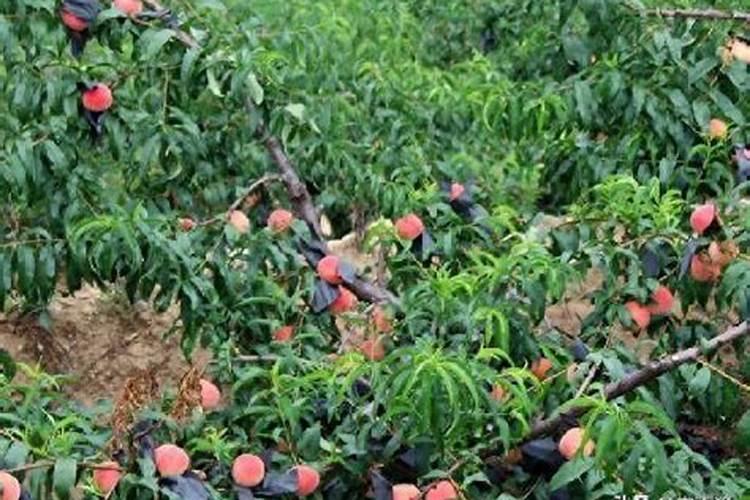 种植高产油桃的施肥技术