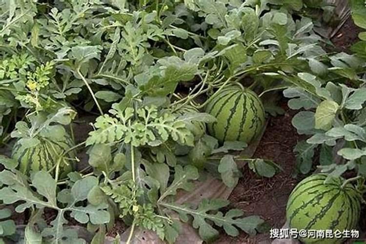 追肥管理对西瓜产量和口感很重要,西瓜的栽培过程中追肥环节最怕...