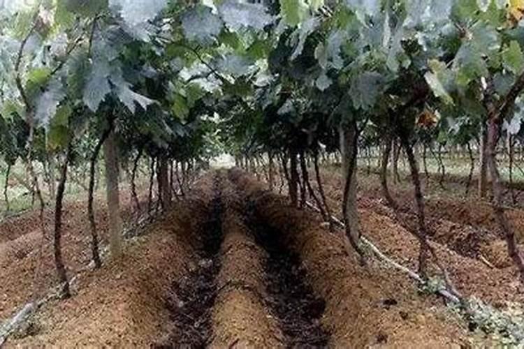 对于处于开花期的葡萄,浇水并施硼肥合适吗