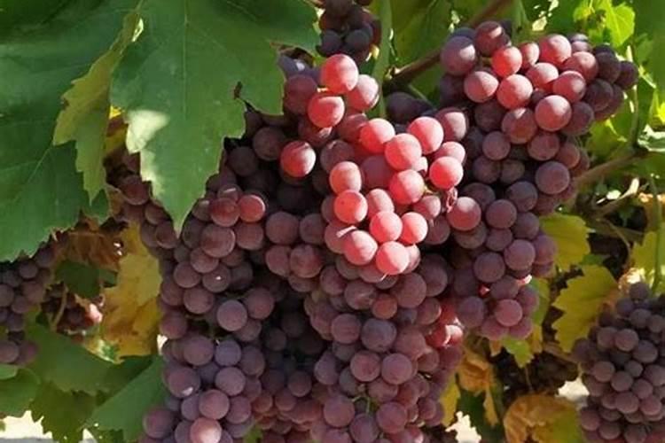 在葡萄的开花阶段进行浇水同时施用硼肥是否可行