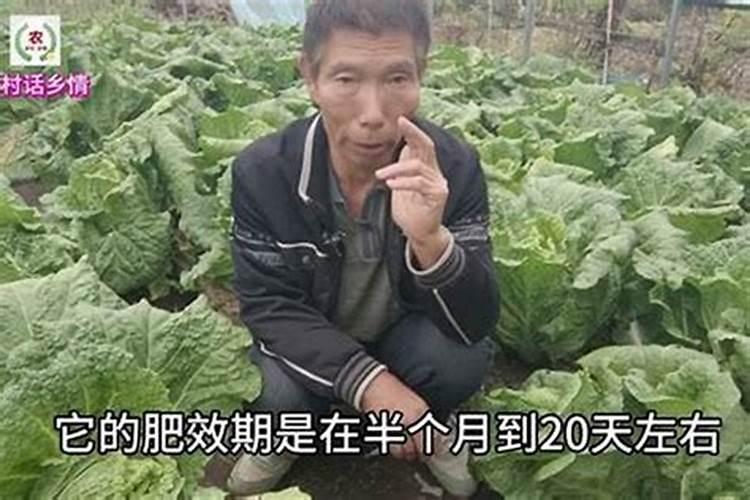 尿素肥料肥效多长时间