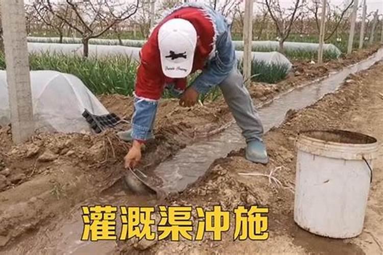 冲施是什么意思 冲施肥不只是简单的冲施 冲施滴灌肥