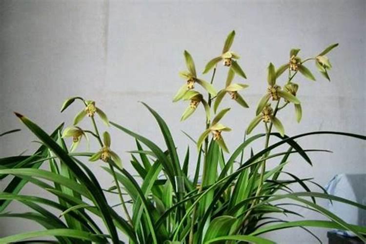 兰花不开花怎么办 有哪些注意事项