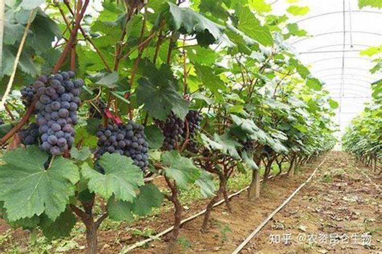 种植葡萄需要怎么施肥