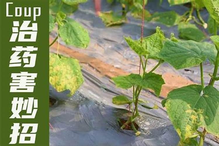 小白菜出现肥害怎么办？