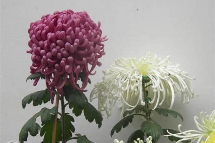 如何让菊花的花枝粗壮