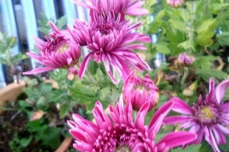 菊花有花苞的时候可以施肥吗