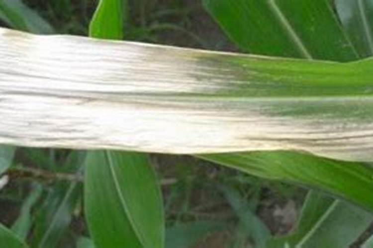 甜玉米叶子上发白是虫还是病啊？