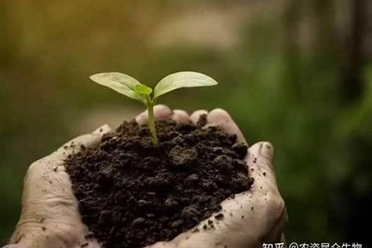 生根剂能与铁肥一起用吗怎么用？