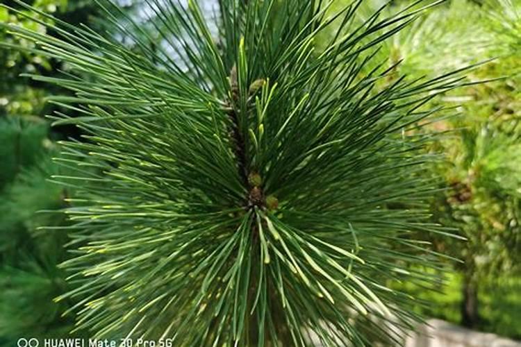 油松树叶子发黄咋办