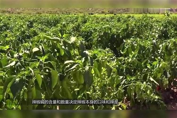 辣椒怎么了？说出判断的理由？铁肥喷过,半个月没打药了,刚刚中耕过。百 ...