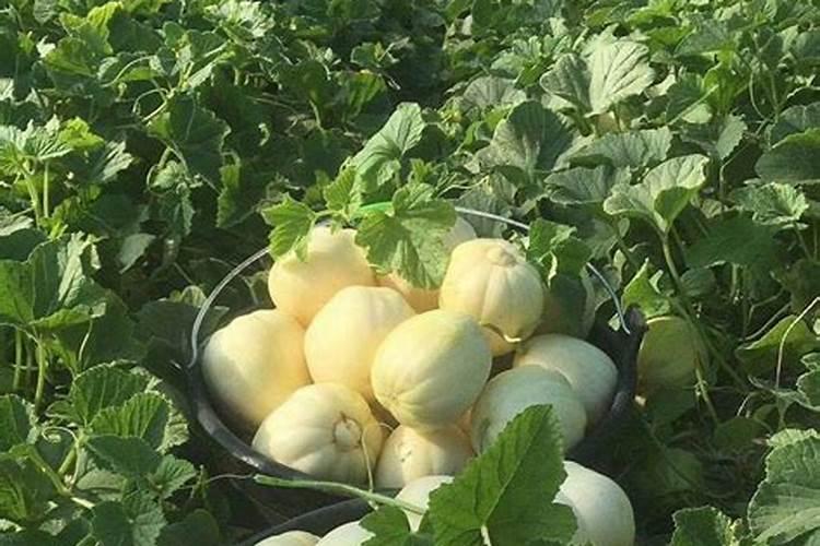 香瓜的栽培管理技术