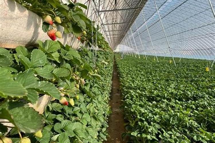 高温天气草莓苗冲什么肥料好呢