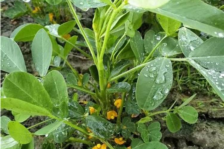 花生如何施基肥和种肥 花生如何施菌肥及微肥