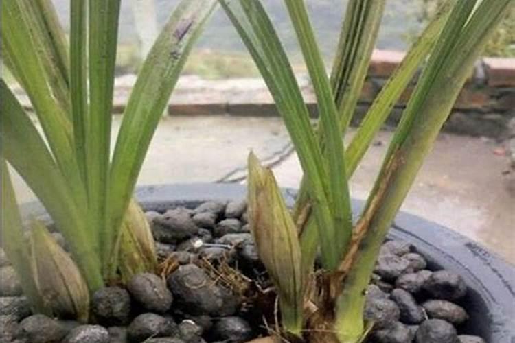 兰花花肥用什么合适 肥料制作与使用方法