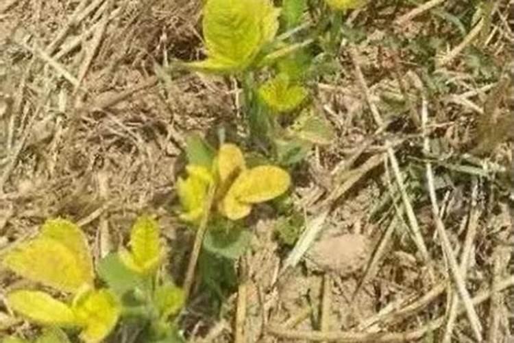 专治大豆黄叶病的特效药