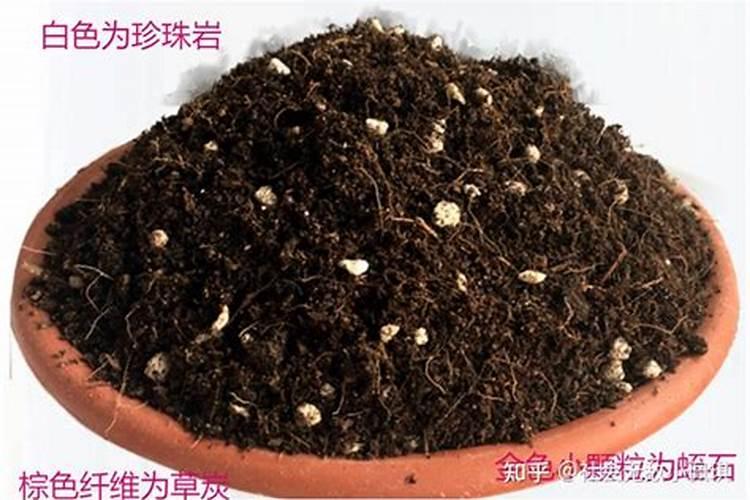 家庭种菜养花的种植土和营养土最全攻略