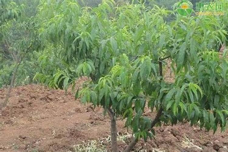 桃树施肥时间和方法