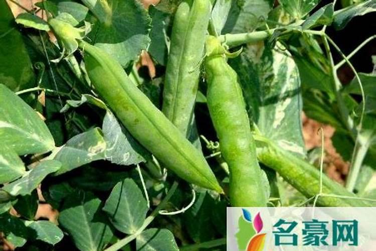 种豆子什么时间种最好