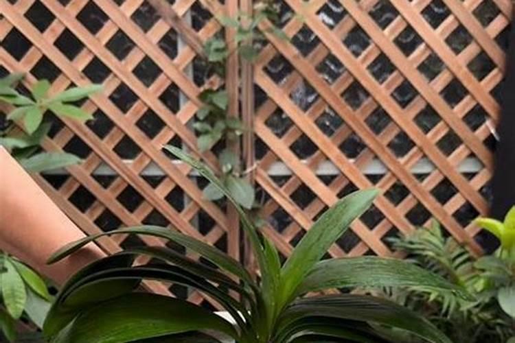 我前段时间没怎么浇水,只是偶尔浇一下水。法一尿你啊。现在摸上去没什么...