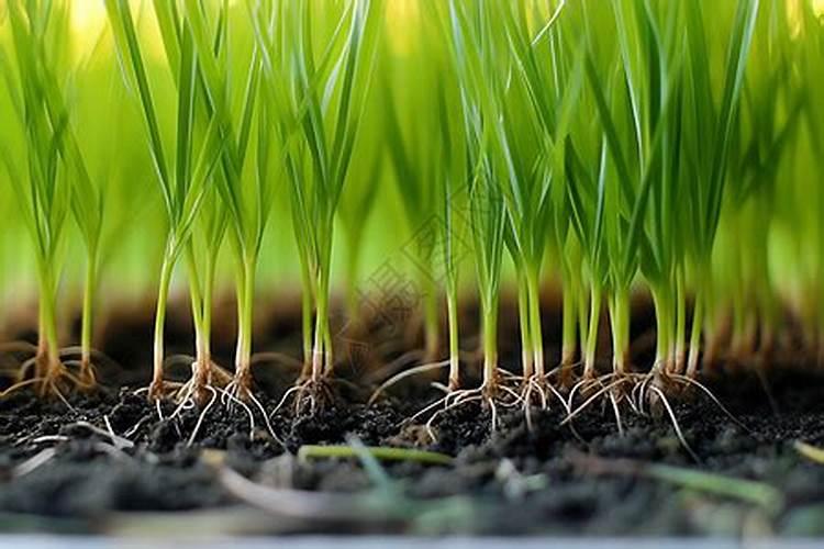 水稻芽籽扣完苗床十多天没出苗芽还在土里就是不长出来怎么回事？