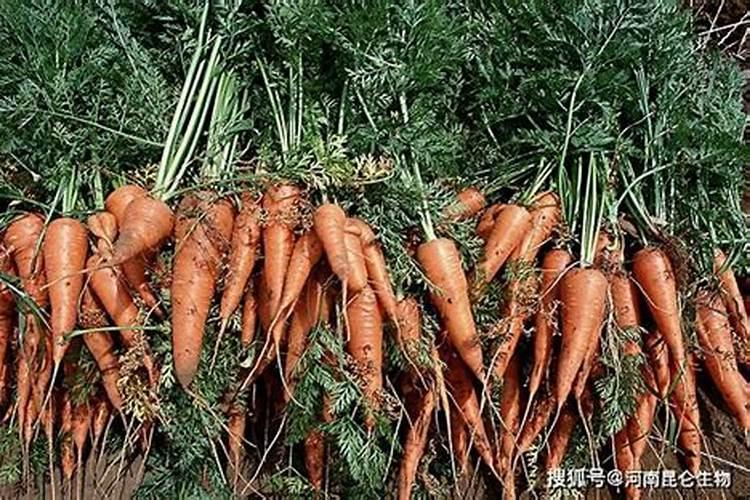 萝卜烂根是根腐病导致的吗