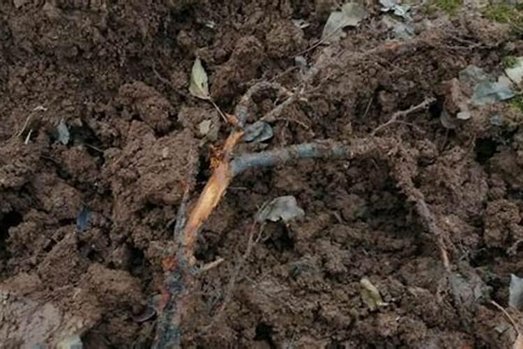 萝卜烂根是根腐病导致的吗？