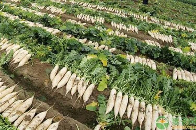打籽白萝卜的种植方法