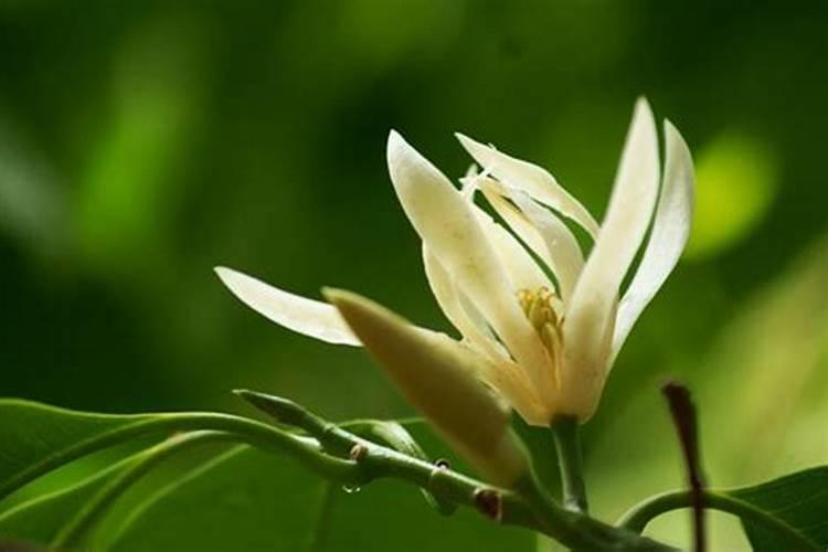 白兰花用什么肥料最好(白兰花怎么施肥长得快开花多)