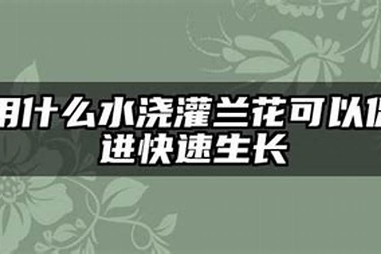 用什么水浇灌兰花可以促进快速生长
