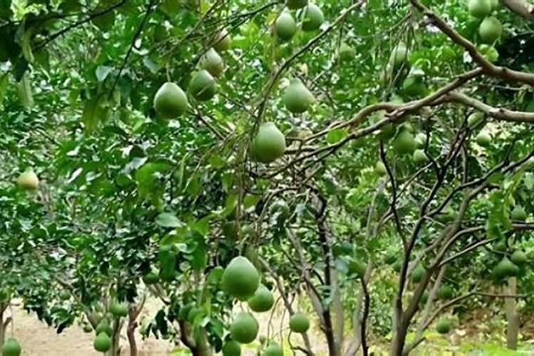 柚子树什么时候用高钾肥最好？