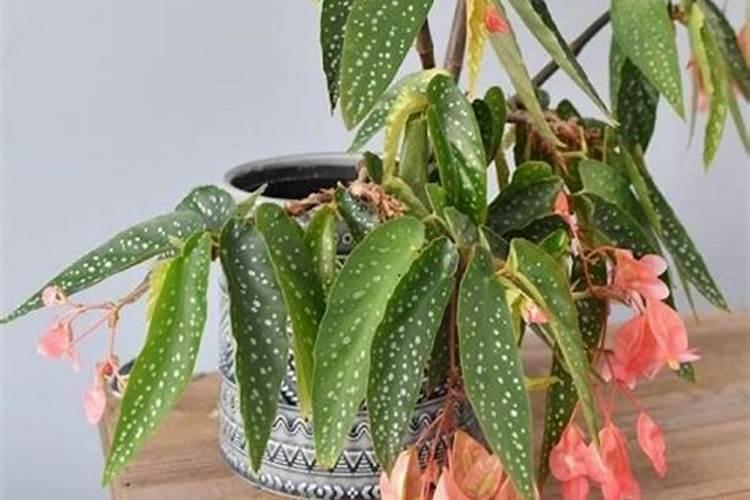 竹节海棠施什么肥料最好啊？