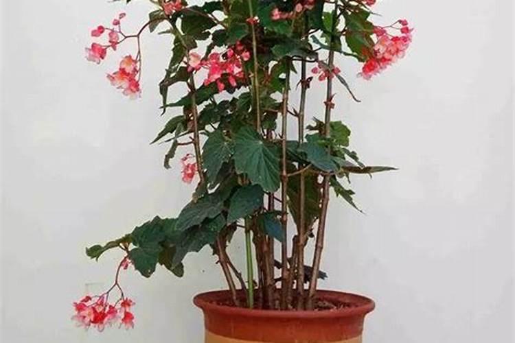 竹节海棠怎么施肥