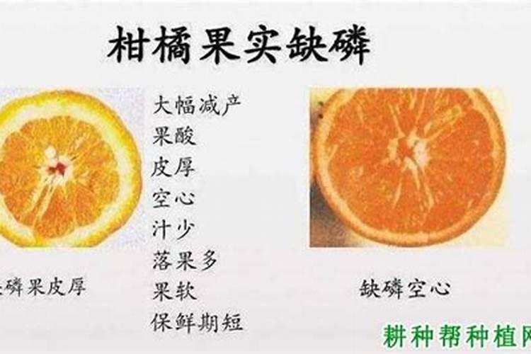 柑橘树缺磷的症状和防治措施是什么？