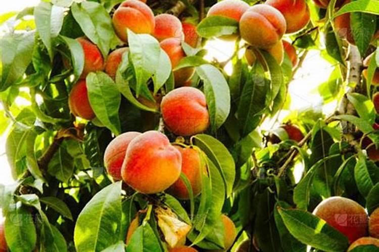 桃子快要成熟时,怎样让桃子更好地“上色”？