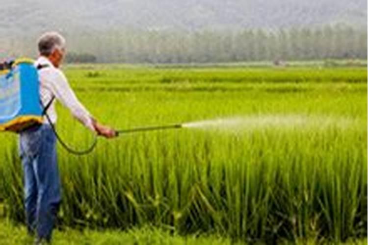 磷酸二氢钾可以灌根吗 磷酸二氢钾是什么肥