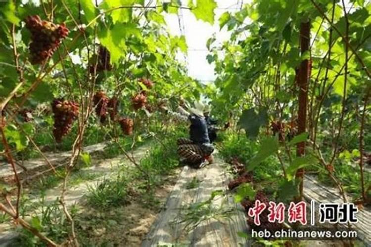 5月上中旬哪里收购温室葡萄