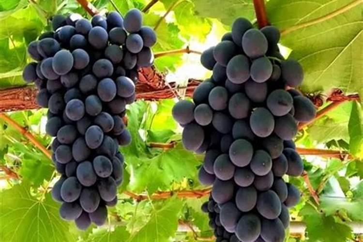 春天什么地方适合种植葡萄 葡萄适合哪里种植