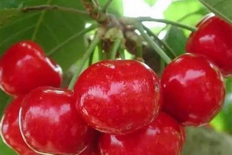 樱桃保花保果叶面喷什么好？樱桃挂果期用什么肥料吸收好？