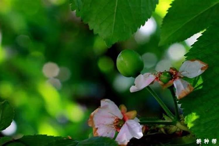 樱桃打什么药坐果率高