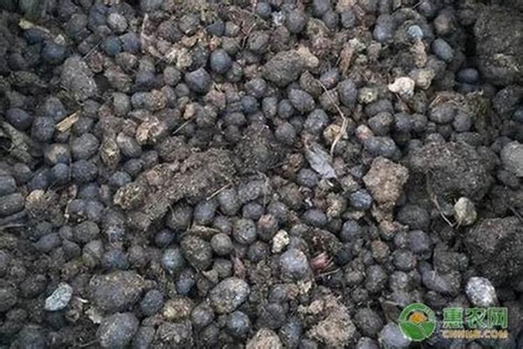 张家港有哪里卖羊粪的地方