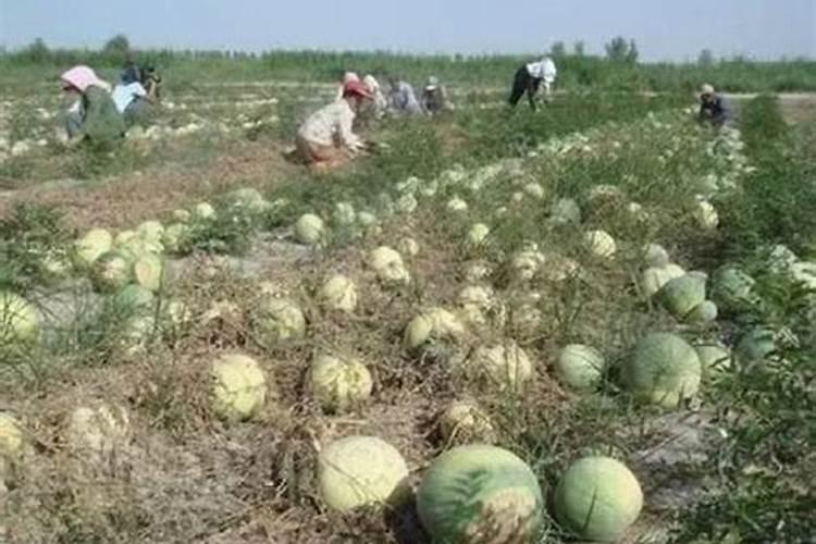 西瓜能打锌肥吗怎么打？