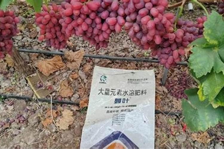 葡萄施什么肥料可开花结果多(葡萄树苗全年施肥一览表)