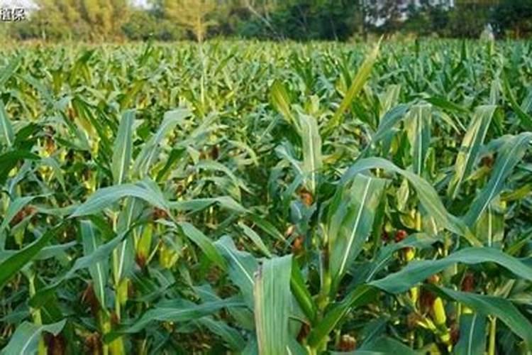 花缺微量元素放什么肥料最好？