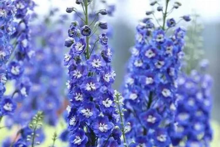 大花飞燕草种植方法