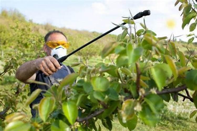 尿素兑水比例表 多大浓度能除草果园杂草如何用尿素清除