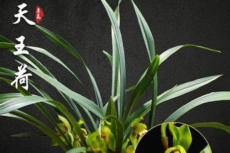 兰花艺草如何养殖？浇水、施肥有什么讲究？