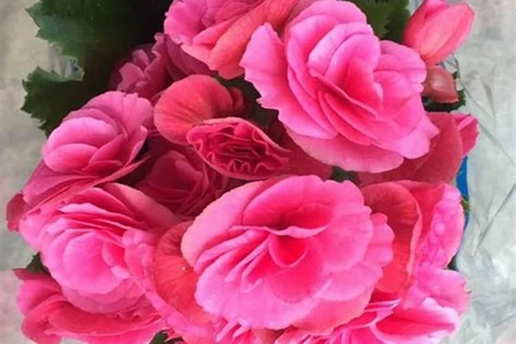 玫瑰海棠怎么养才长得好