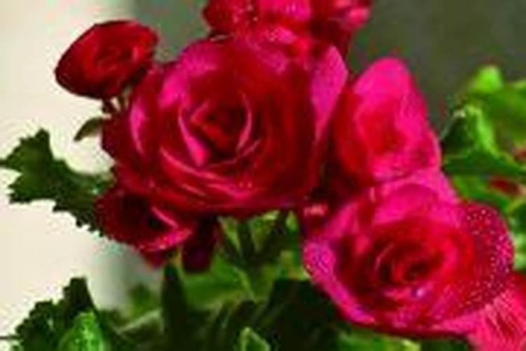 玫瑰海棠一年开几次花,花期如何养护