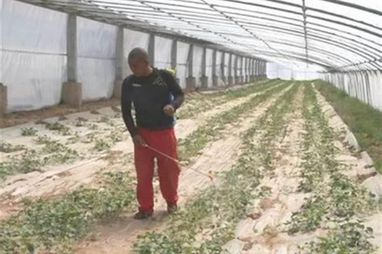 叶面肥早上打好还是下午打好